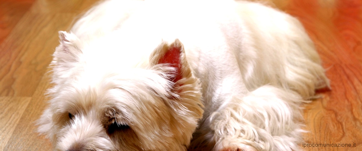 Adotta un cagnolino di taglia mini max 6 kg su Facebook: le offerte più vantaggiose!